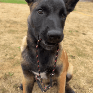 Slip Collar